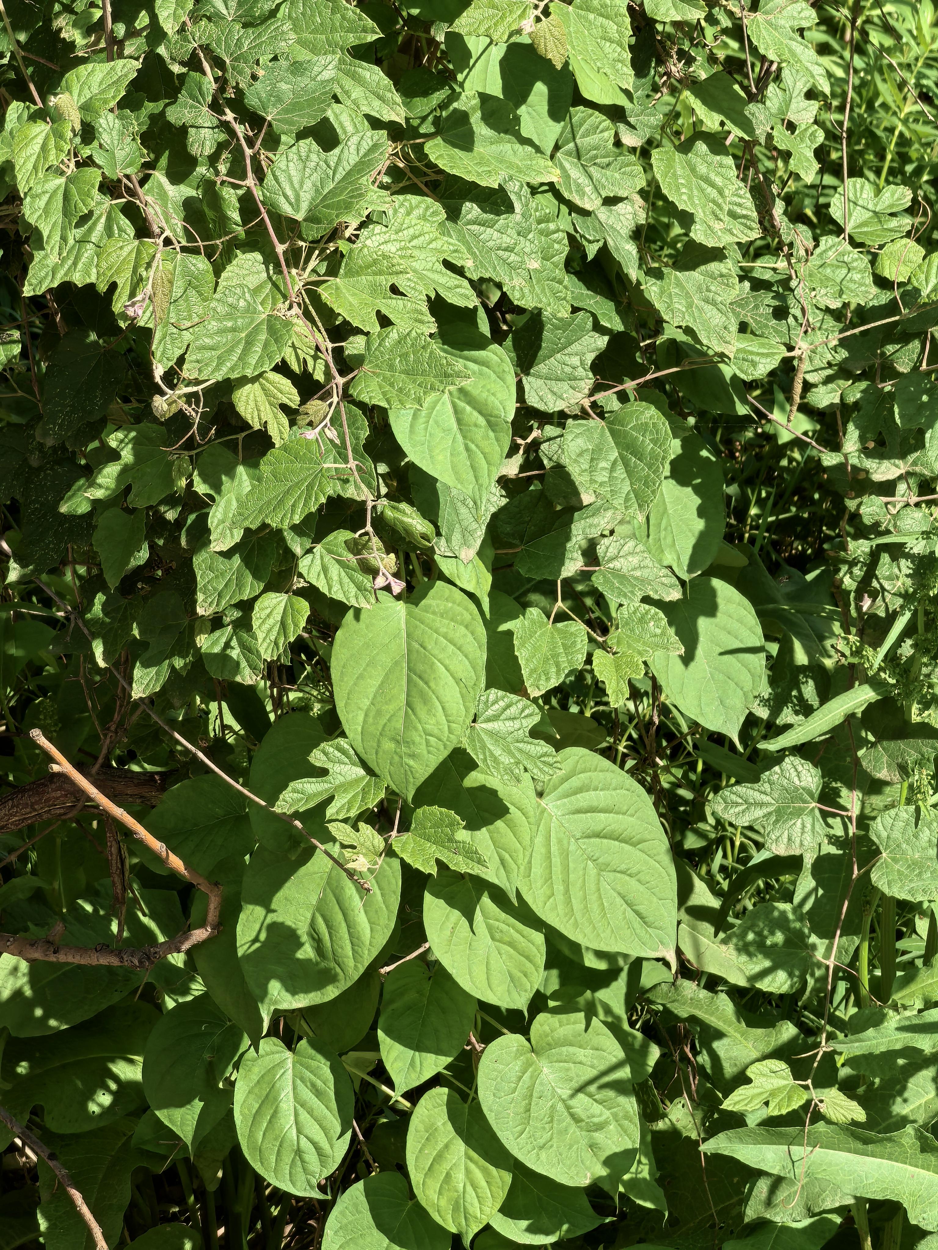 仲景我师爱中医 的想法: 武汉东湖有好多野生鸡屎藤