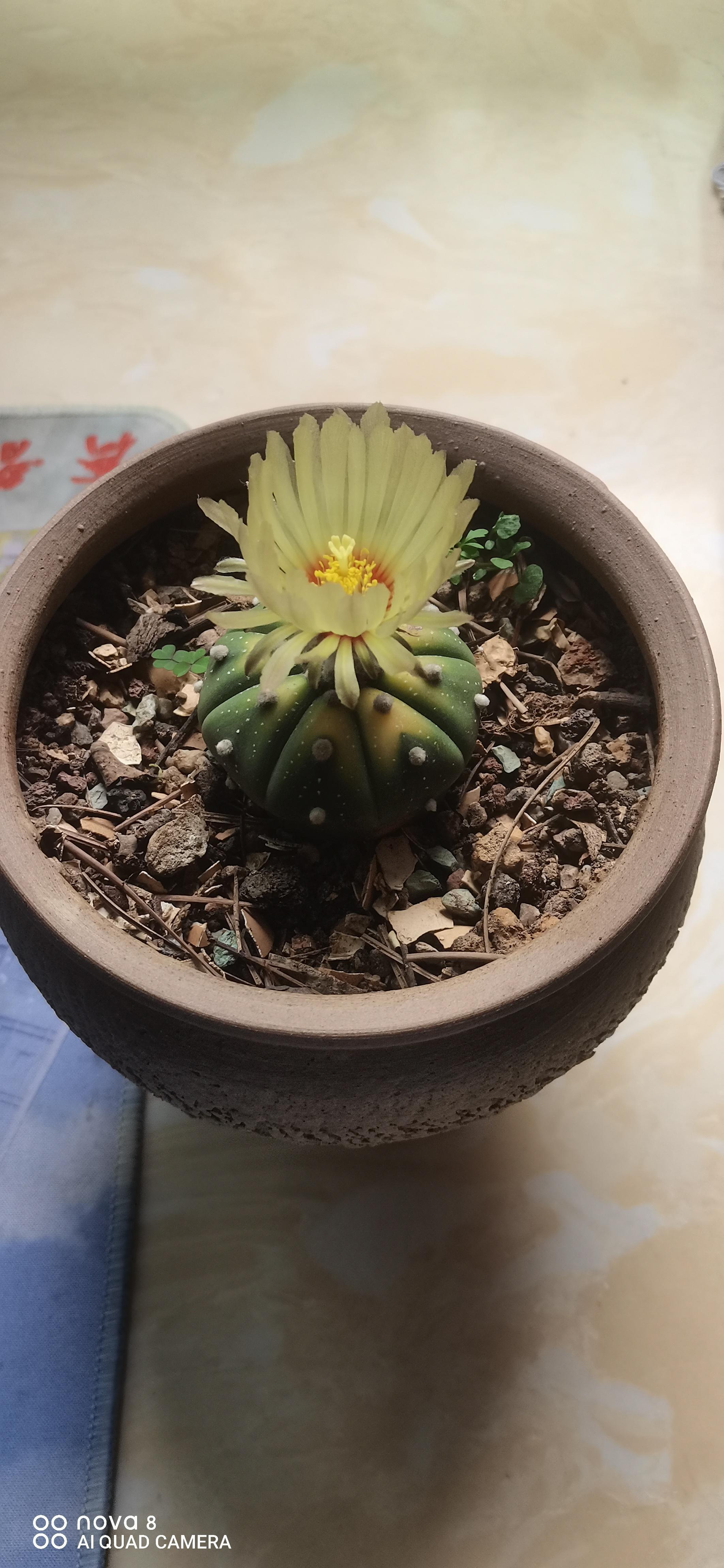 腾儿天使 的想法: 星兜仙人球开花了