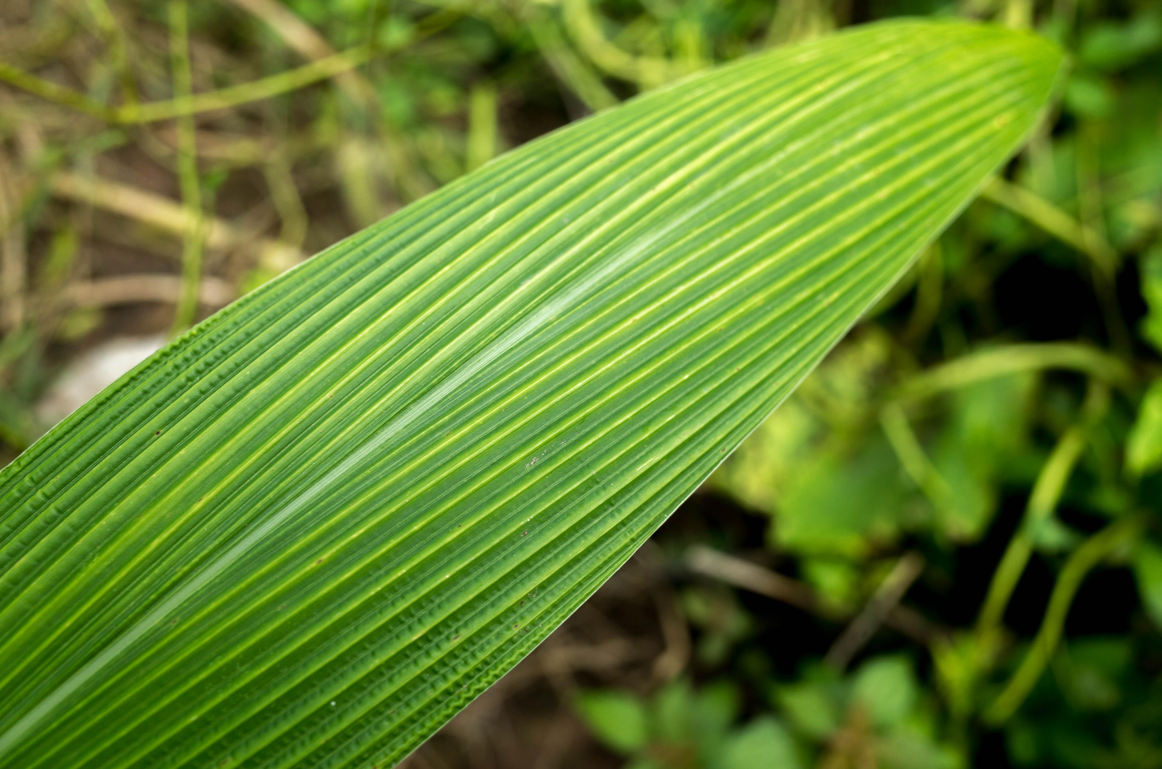 今天无意间发现一种新的植物,棕叶狗尾草