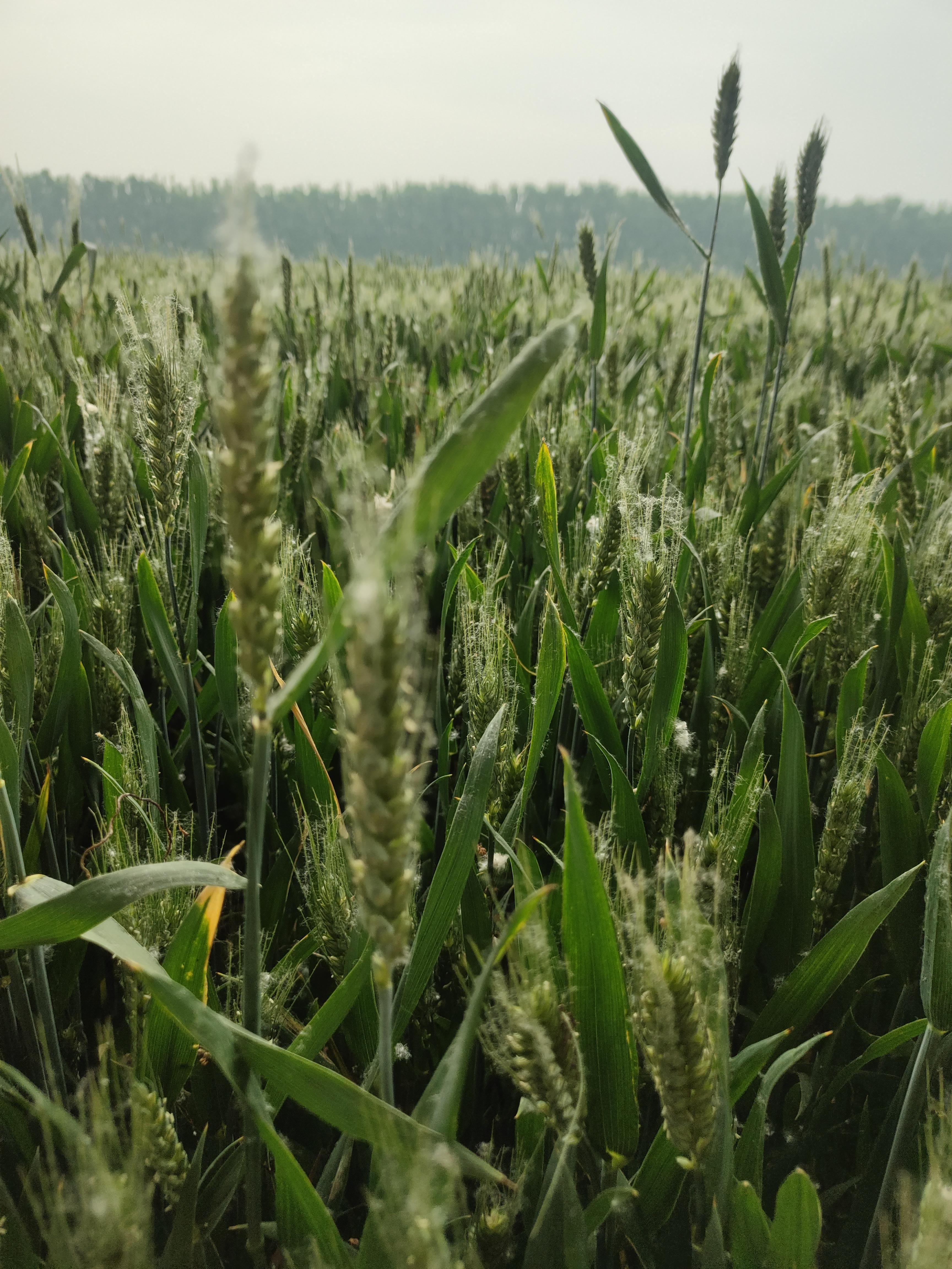 幻海浮尘 的想法: 正荠麦青青 |  a class="hash_tag" href="https