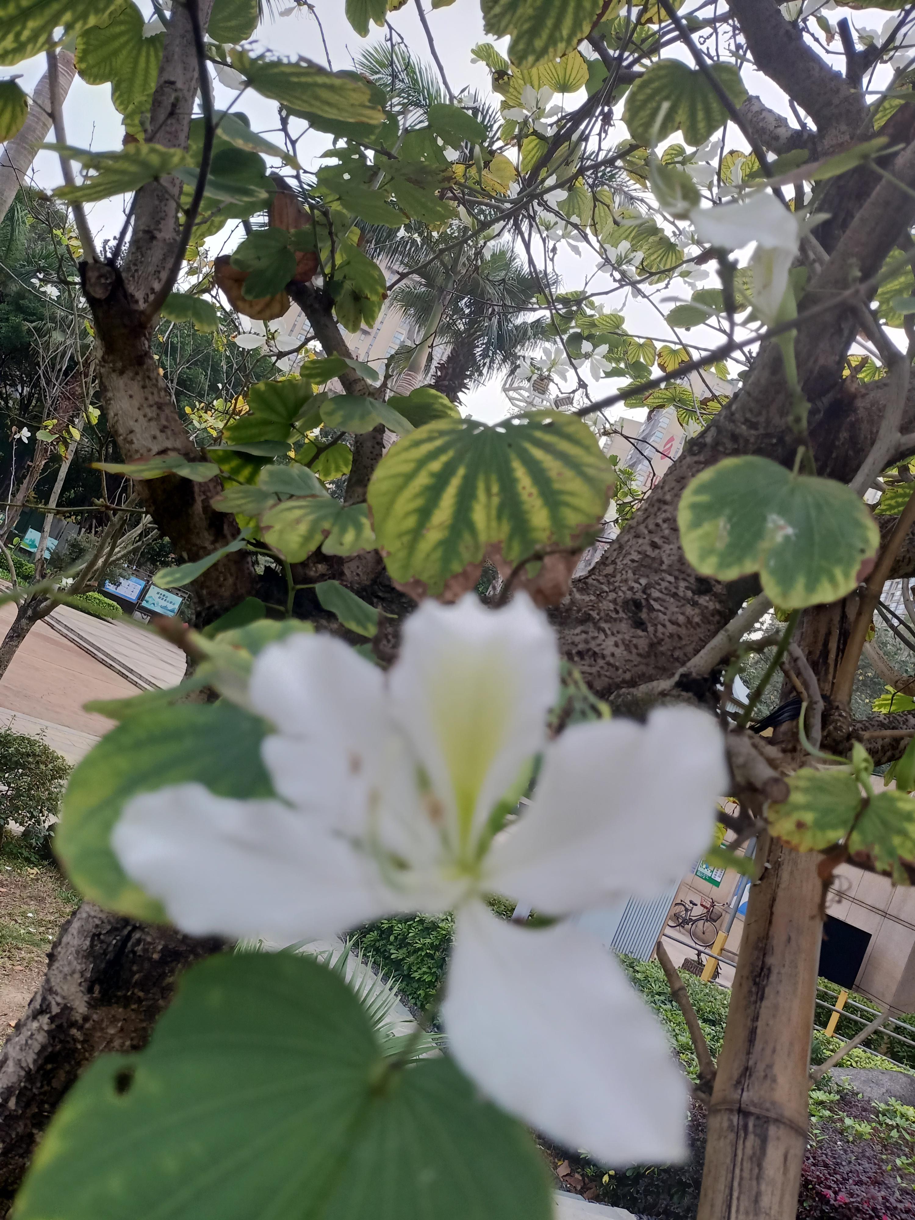 hlika 的想法: 白花洋紫荆 |  a class="hash_tag" href="https://www