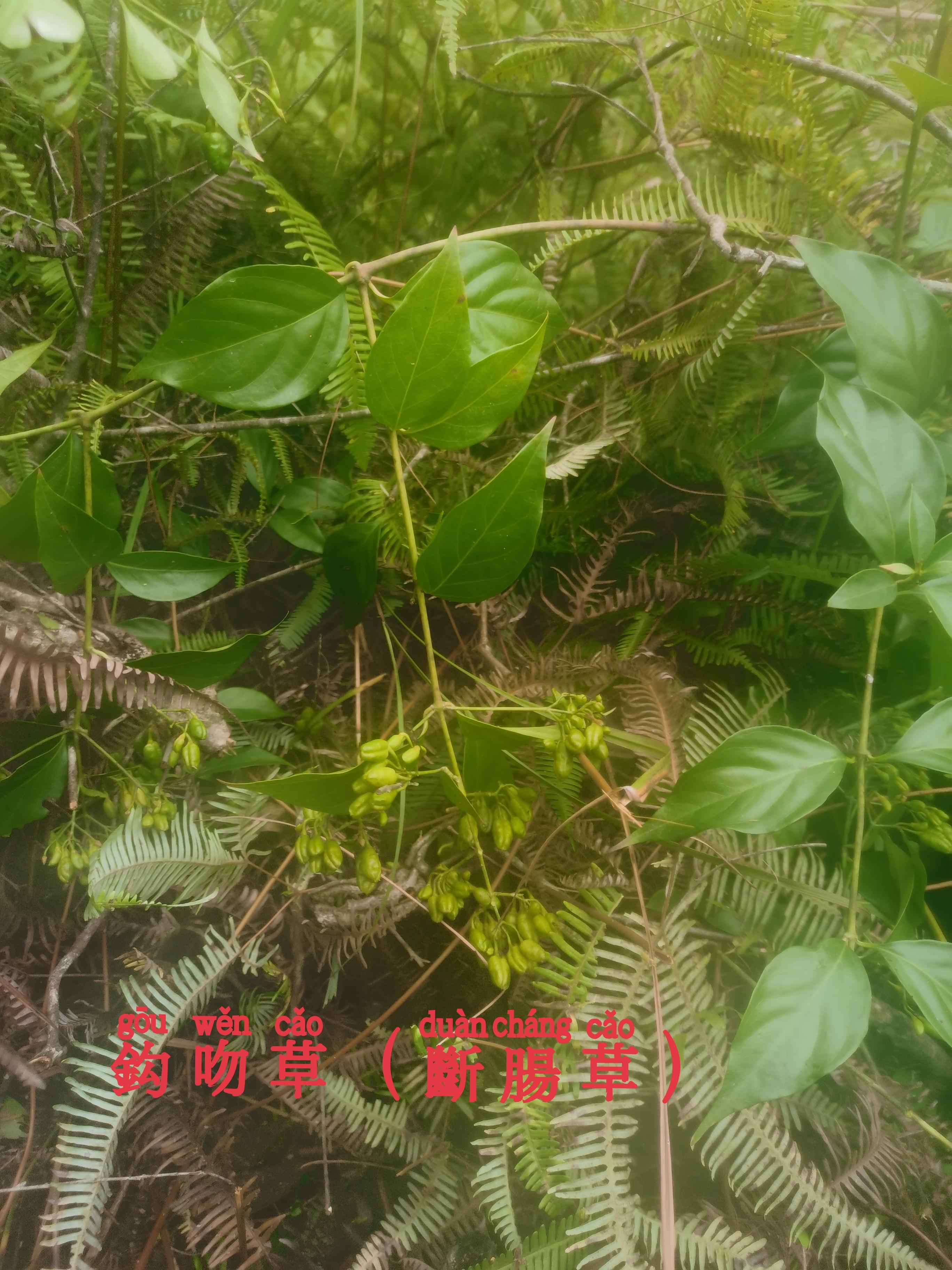 帝王-远志 的想法: 大自然的馈赠 | 图一,大茶药(钩吻草),别名:野葛
