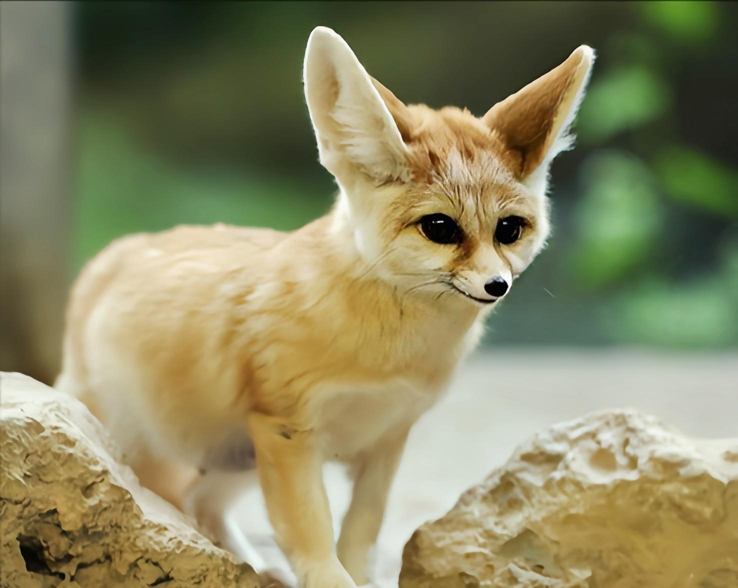 云安之城 的想法: 每天认识一种动物——耳廓狐 | 耳廓狐是世界上最小