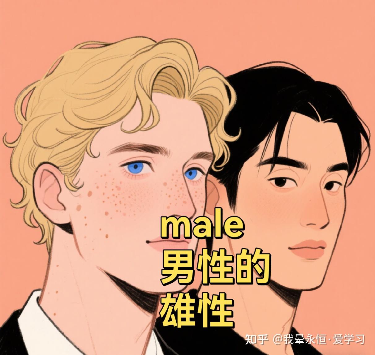 我晕永恒·爱学习 的想法: 爱上记单词836—如何速记male? | 单词:male /meɪl /词义:男性的,雄性的(形容词);男性,雄性 ...