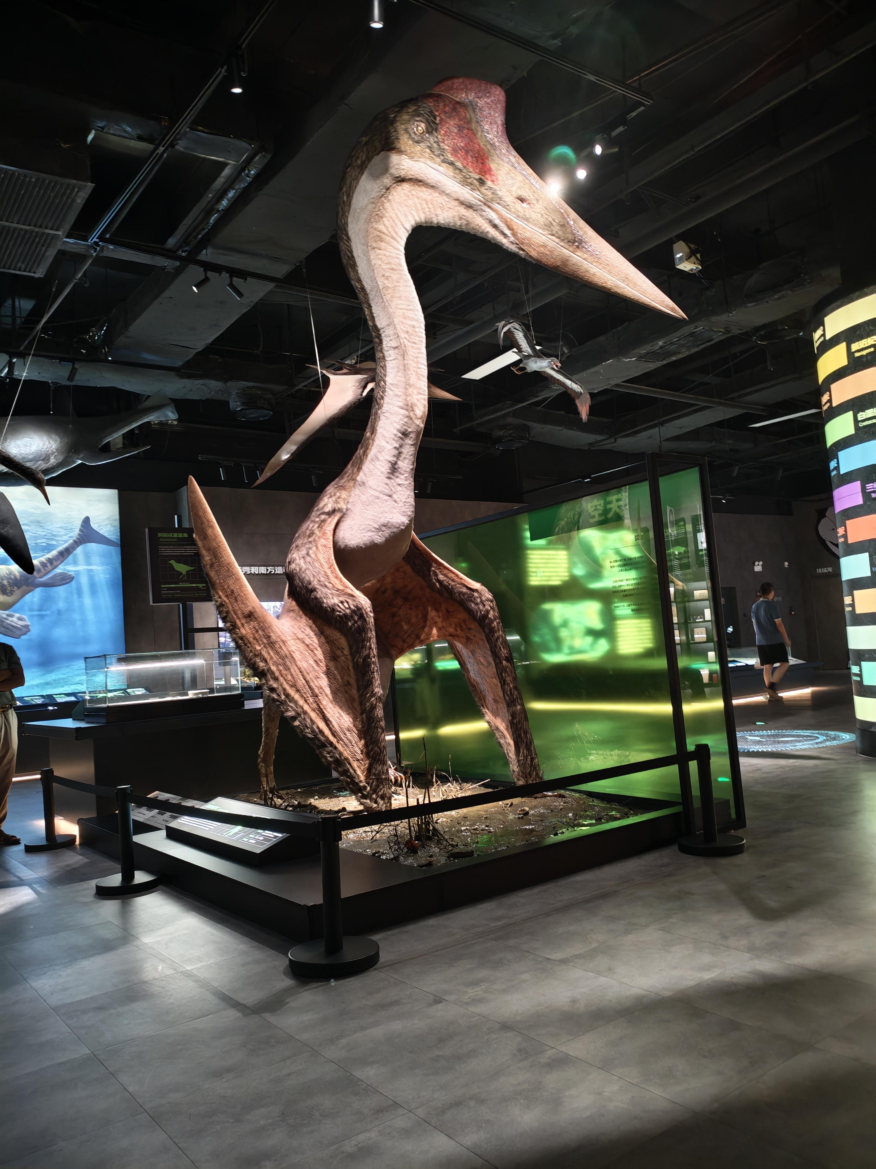 淼淼小姑娘 的想法: 小朋友最爱的风神翼龙