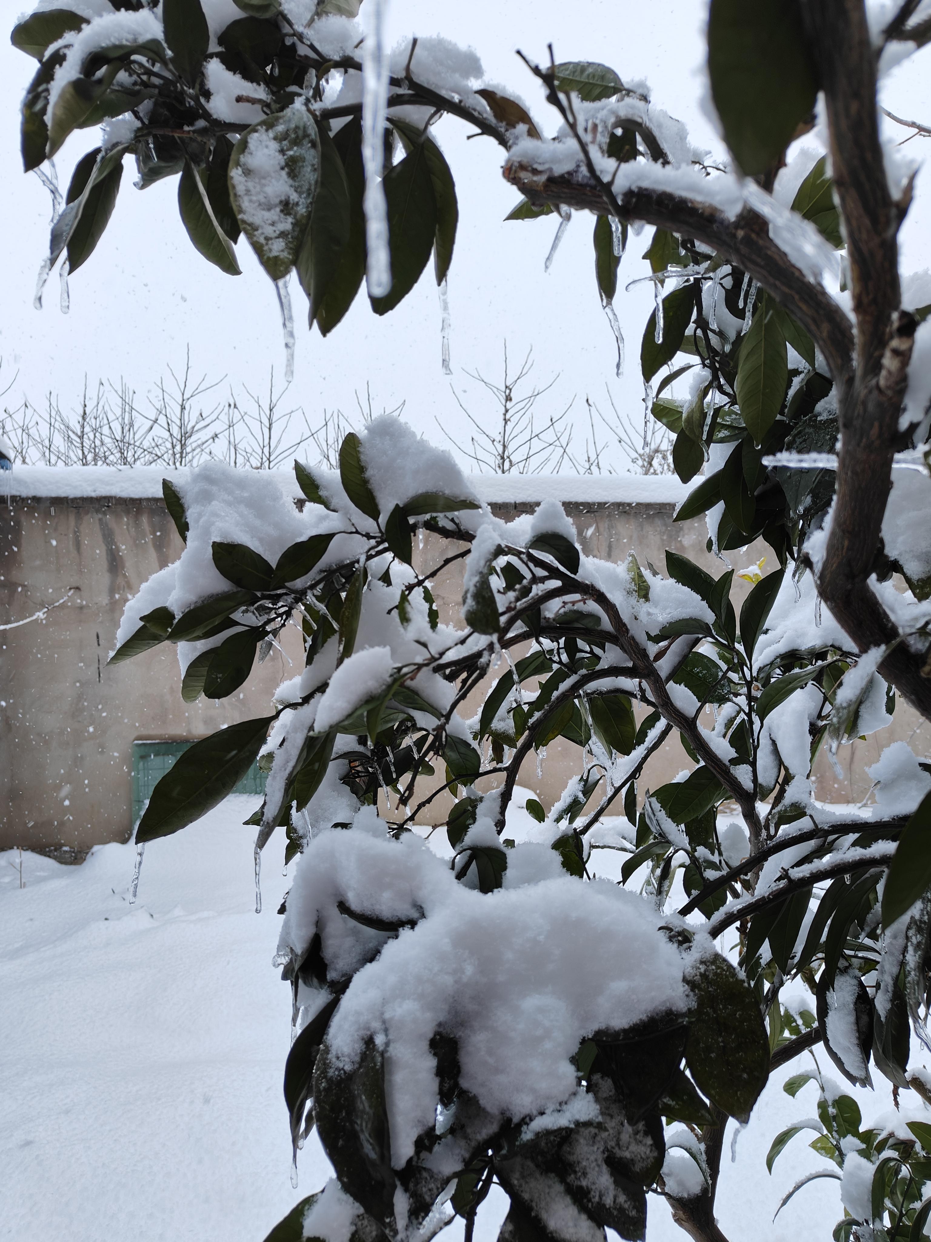 真实下雪图片大全图片