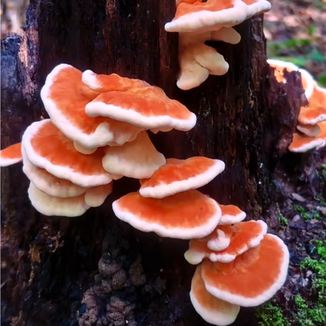 王小王 的想法: 野生菌探秘641:树鸡蘑!