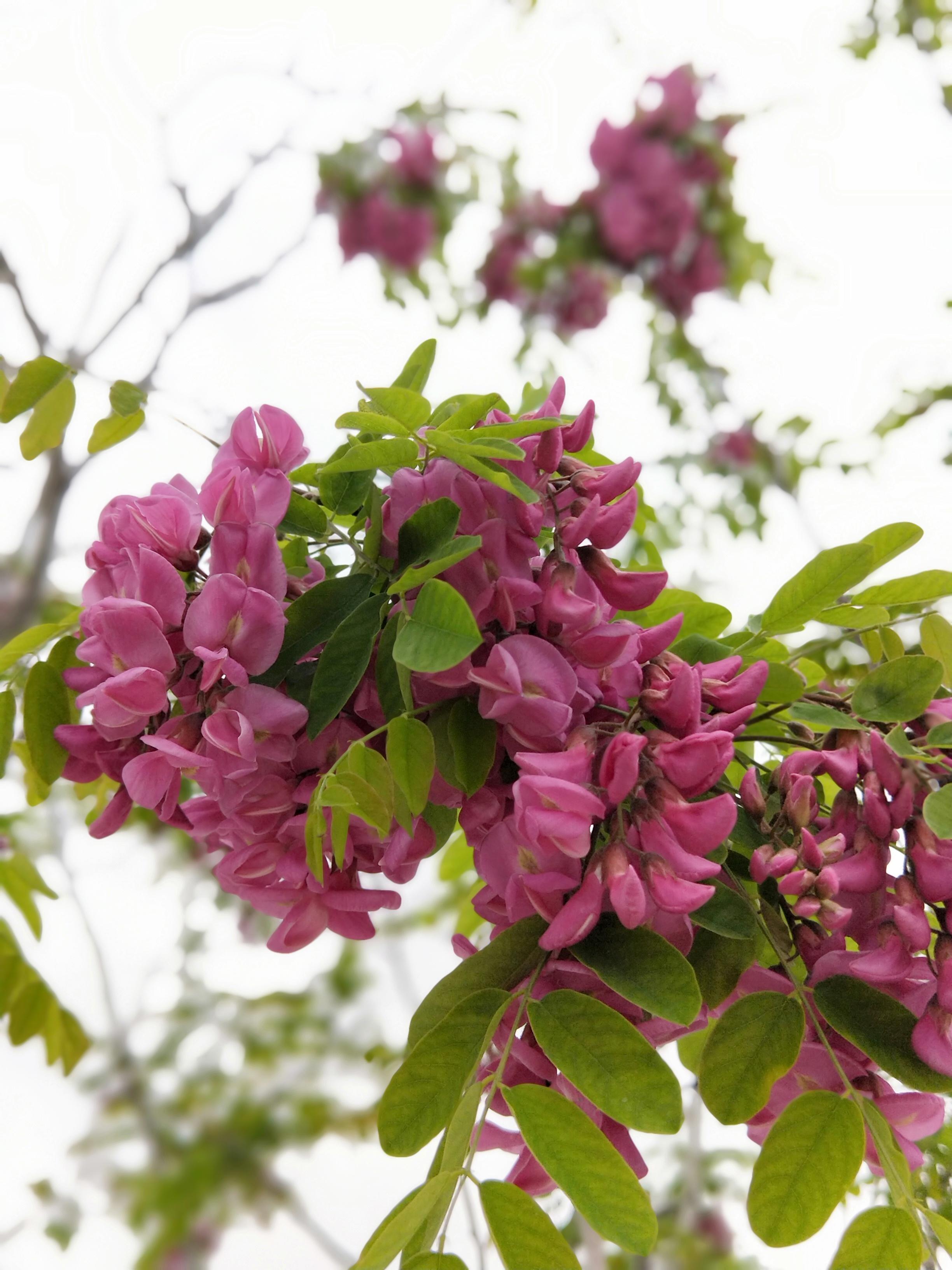 紫花槐图片