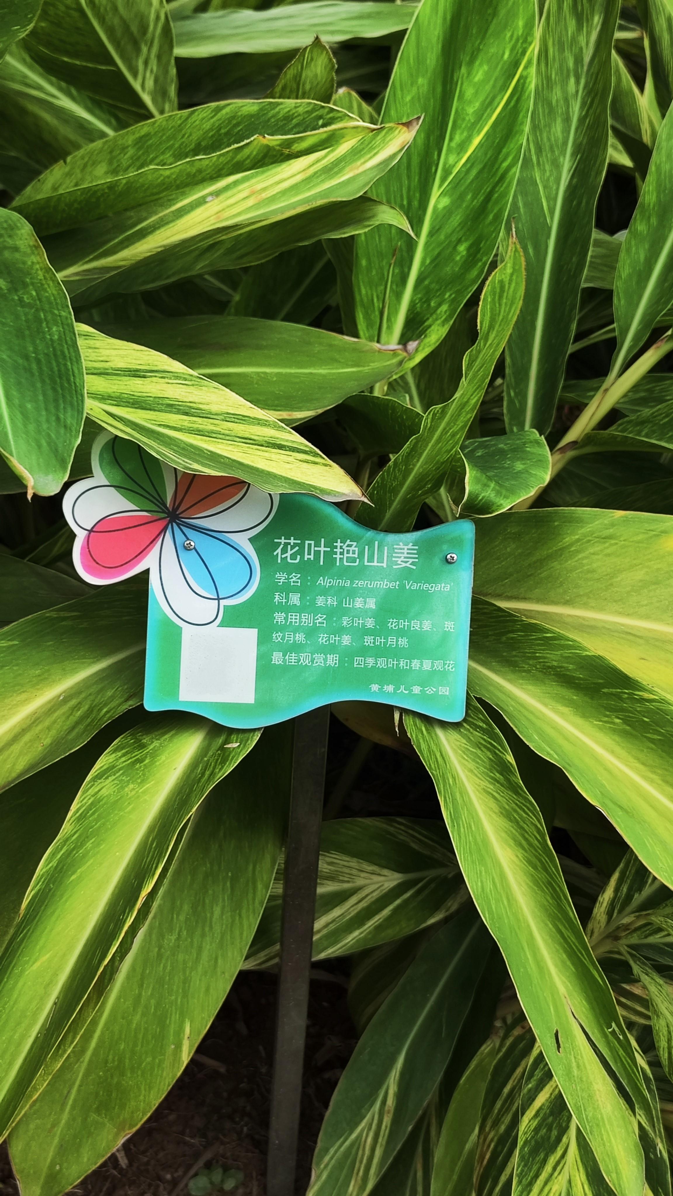 星海月浅浅 的想法: 花叶艳山姜