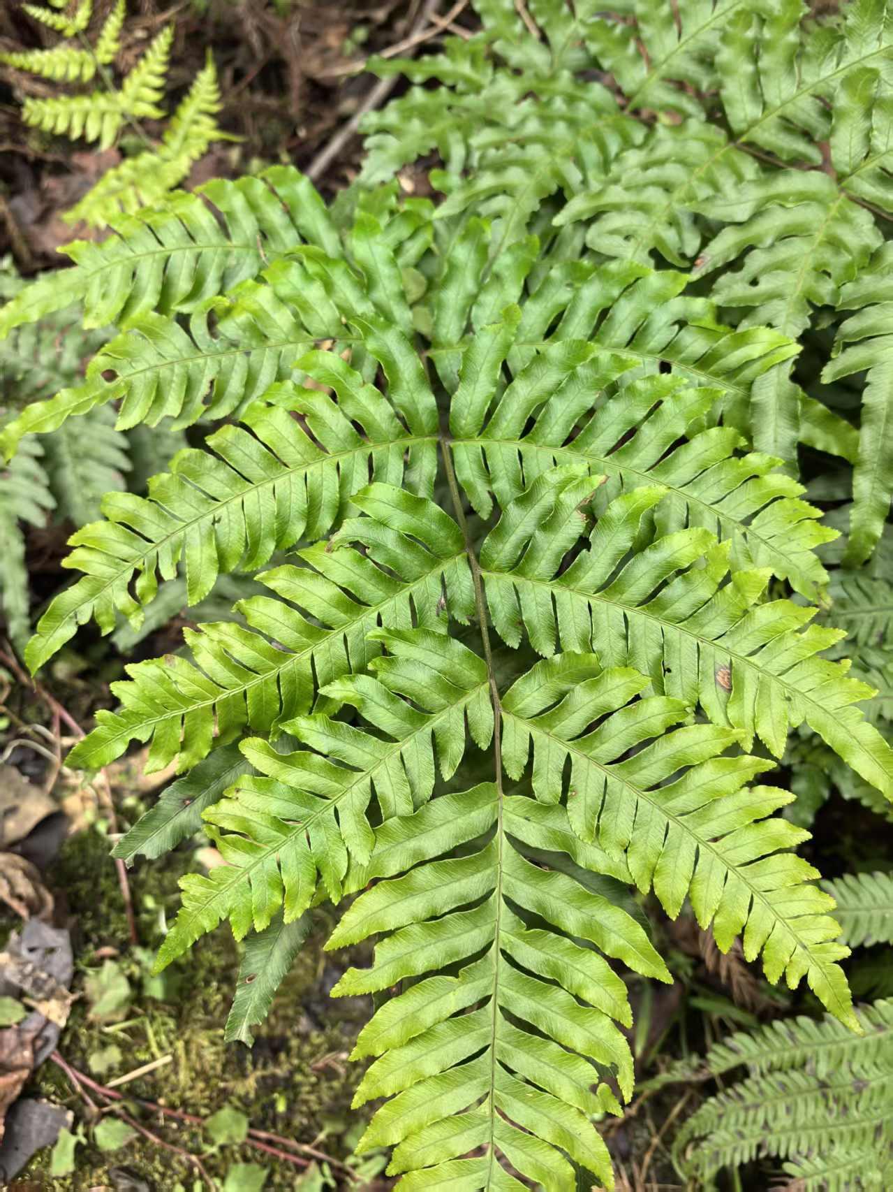 中医爱好者 的想法: 中药狗脊