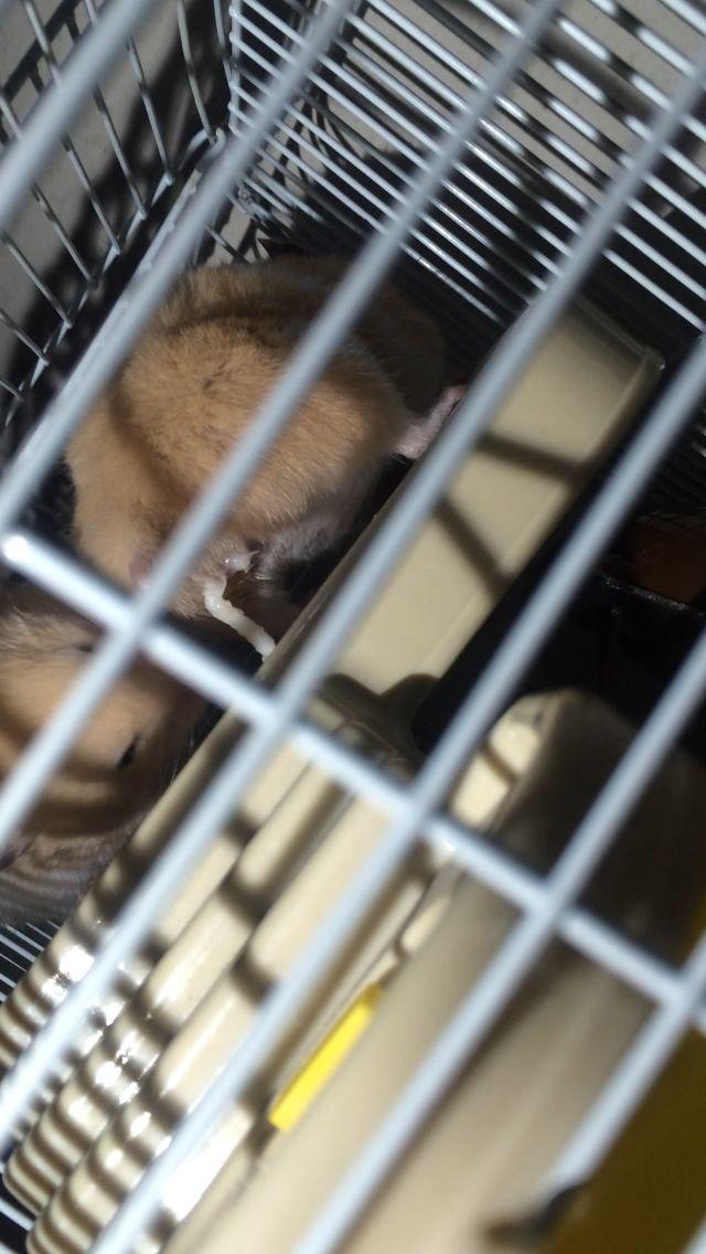 小老鼠是如何交配的?