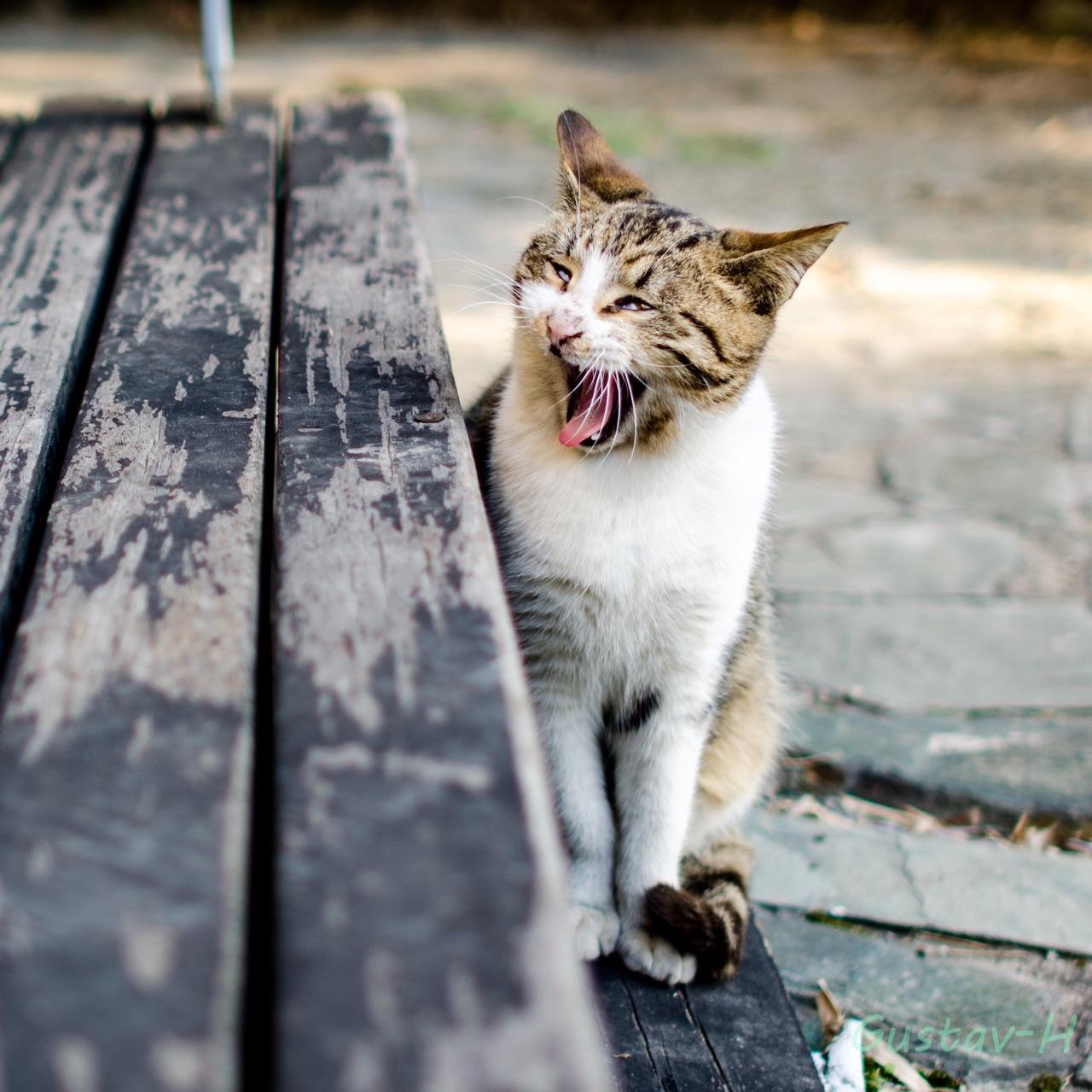 28mm镜头能拍出什么样的照片? - 上官子轩的