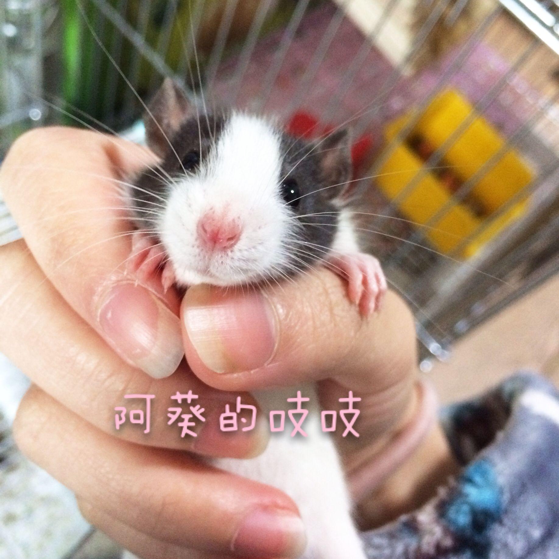 有養花枝鼠的嗎?應該怎麼養花枝鼠呢? - GetIt01