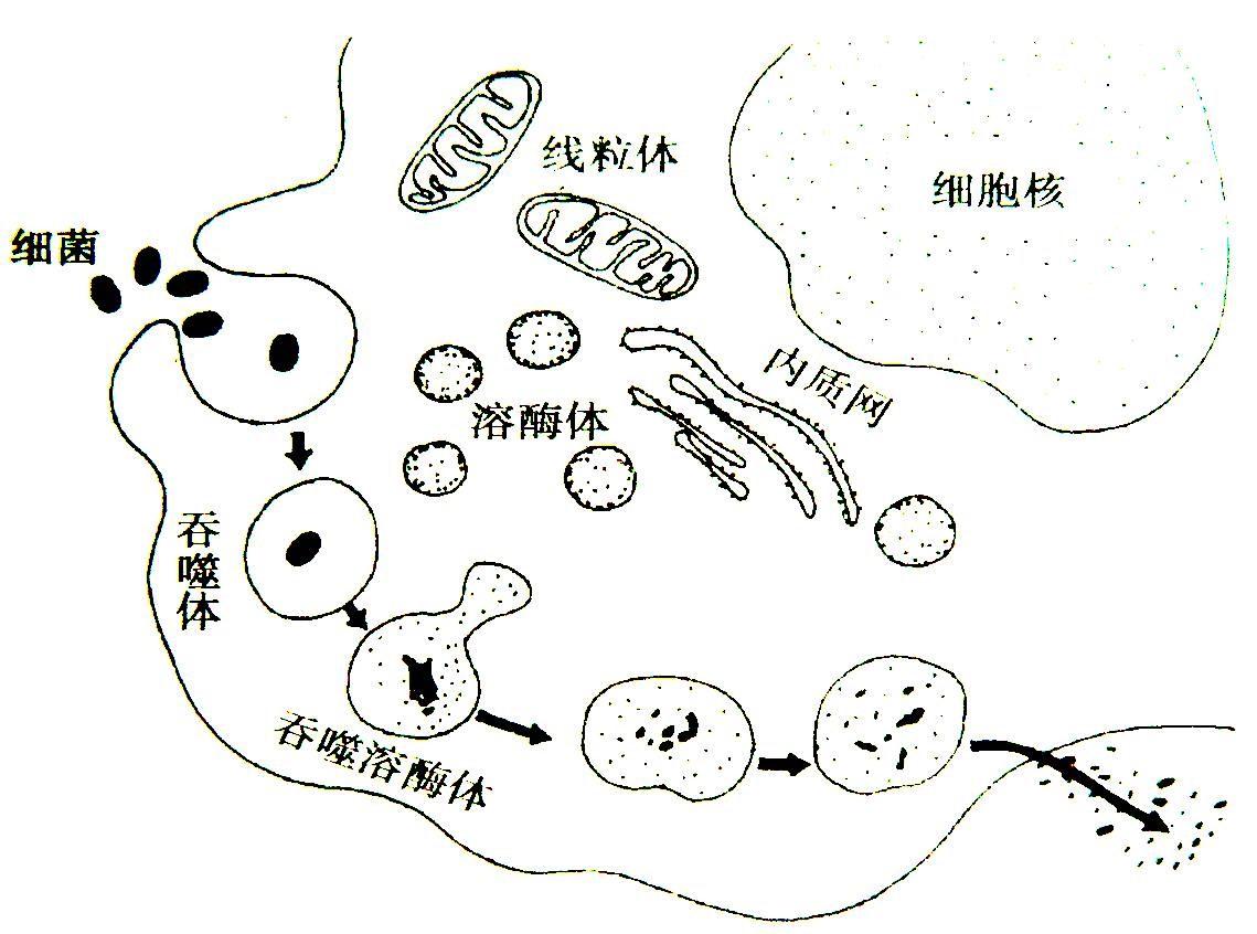 吞噬细胞图片 简笔画图片