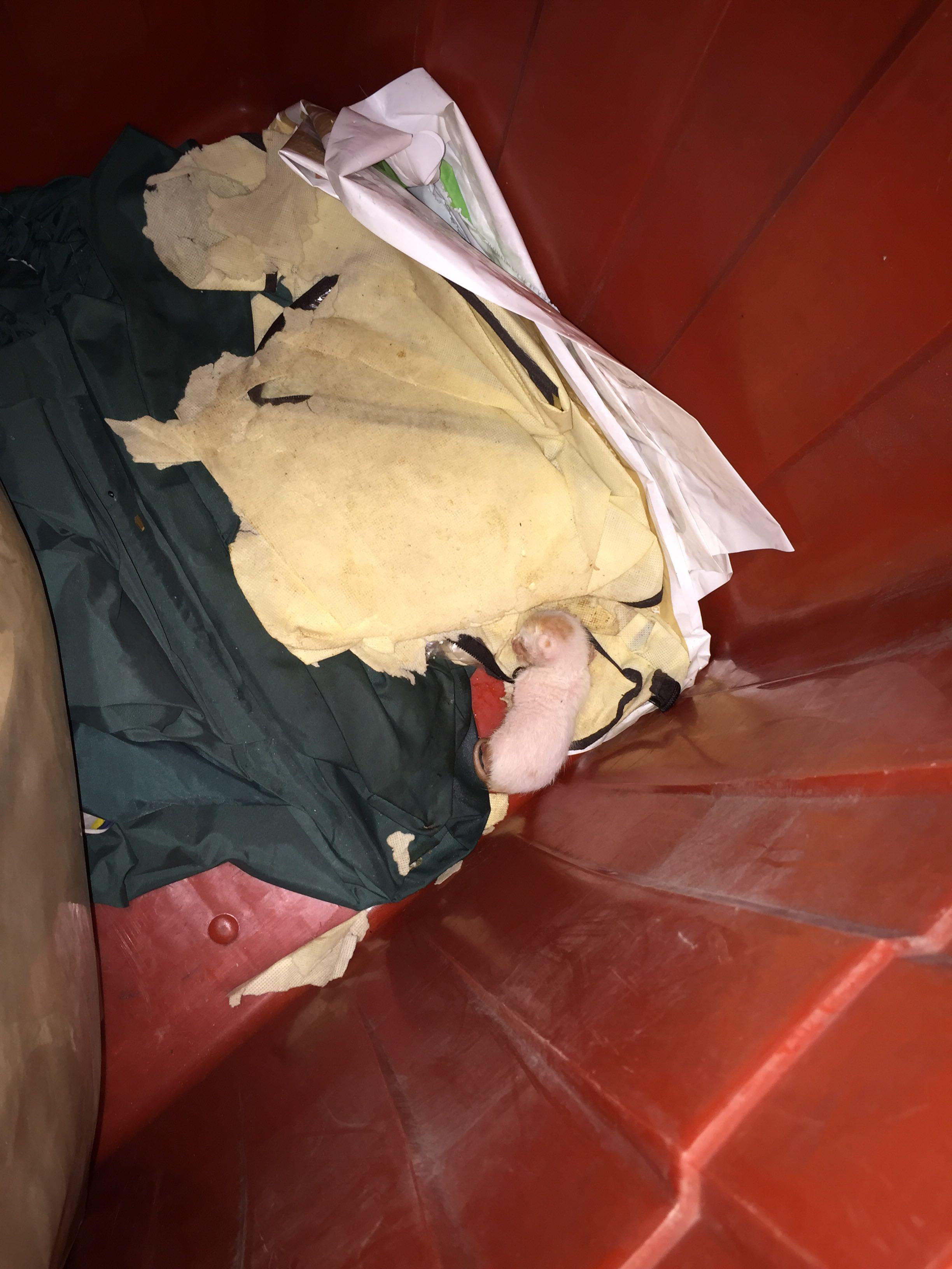 刚出生的小猫怎么喂养?眼睛还没睁开? - 养猫 