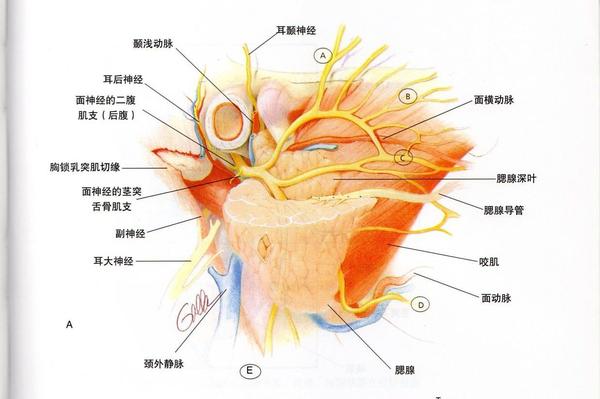 面神经与腮腺的解剖图图片