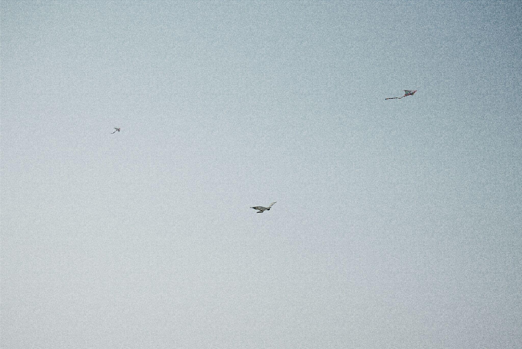 151e498eda2e187e6f36c39feb025e98_r.jpg