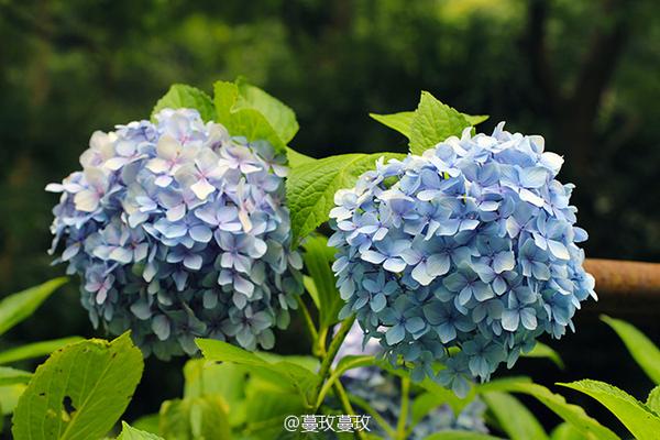 节气手帖 夏至 紫阳花 知乎