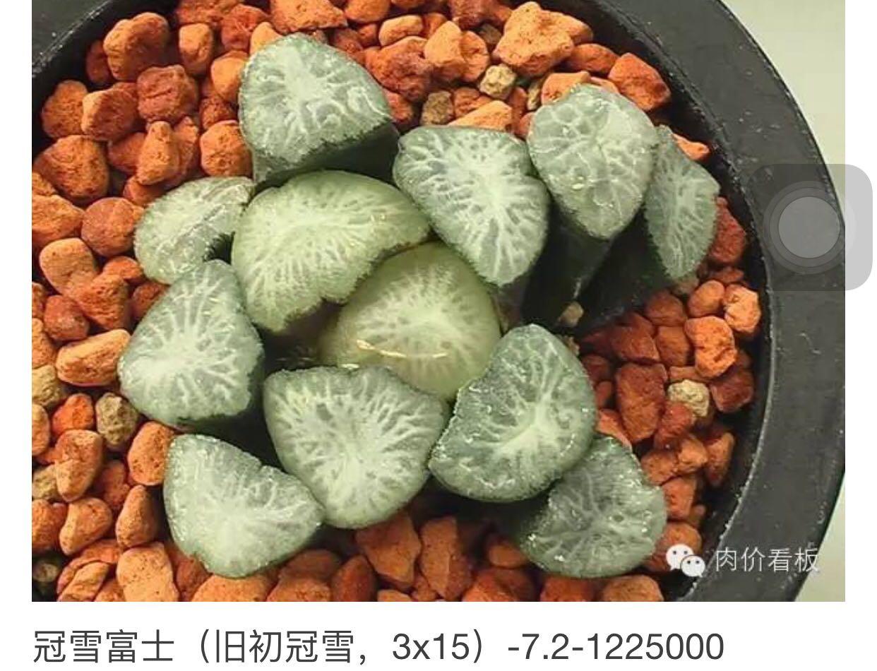 史上最名贵的多肉有哪些?