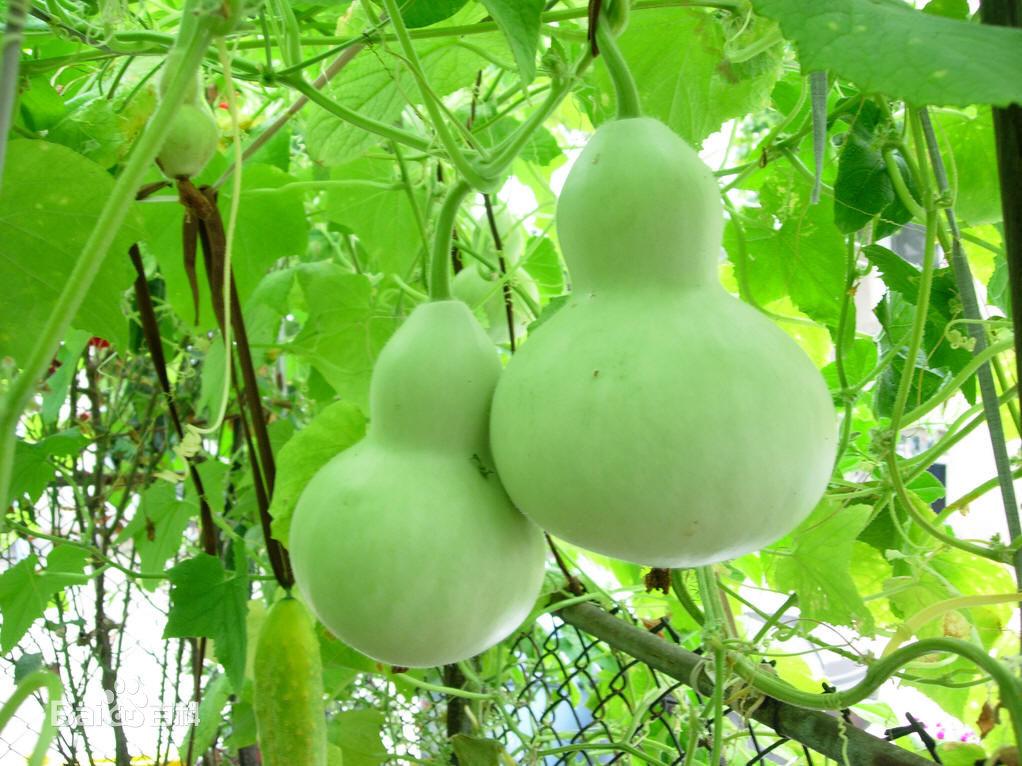 有哪些家乡很常见但外地没有的蔬菜呢?