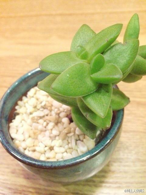 大家觉得网配圈大神有哪些?