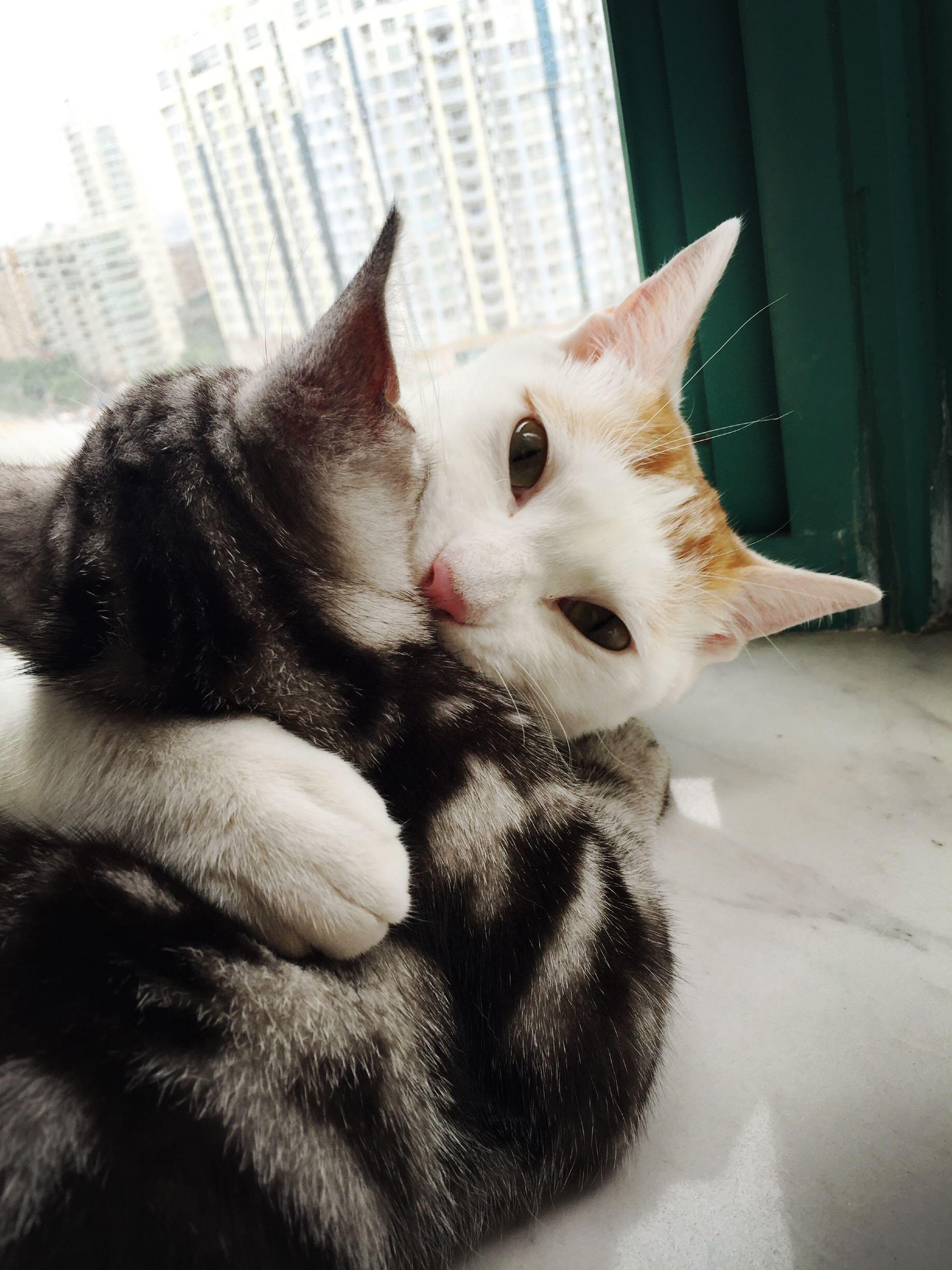 三个月大的小猫总爱咬人抓人,应该怎么教育比