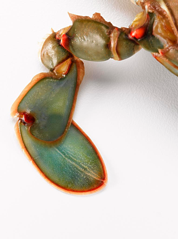 如何区分大闸蟹 毛蟹 青蟹 梭子蟹 河蟹 红蟳 螃蜞 帝王蟹 松叶蟹等蟹类物种 有路网问答