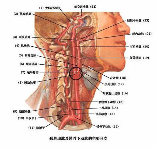 甲状腺下动脉图片图片