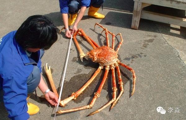 在日本的市场上,供食用的蟹类不下十几种,而虾类更是琳琅满目.