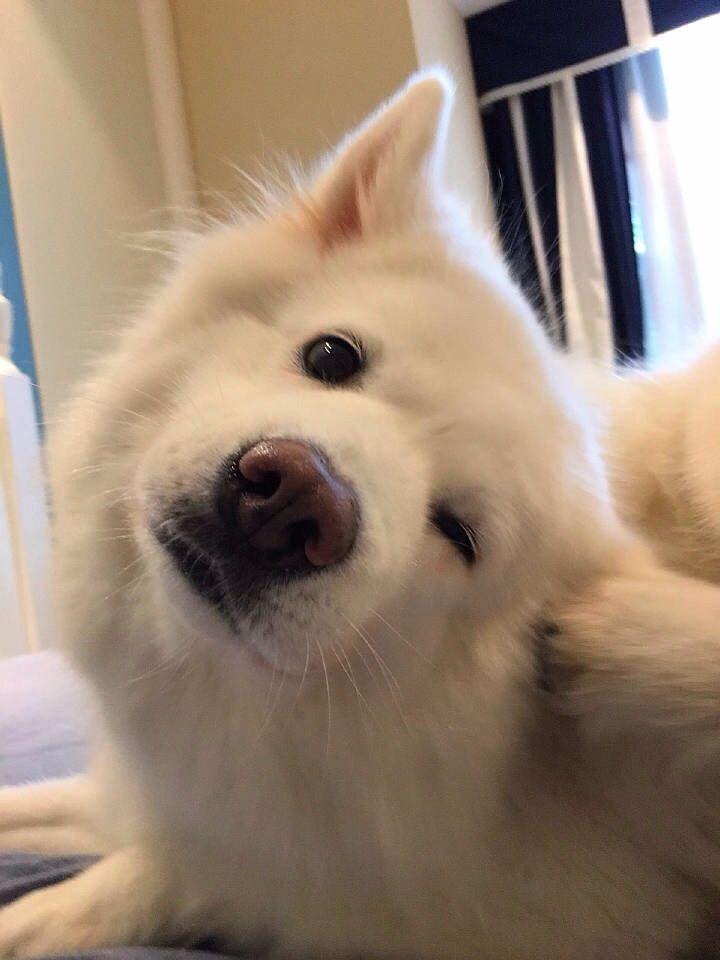 有没有单眼皮也很漂亮的例子呢