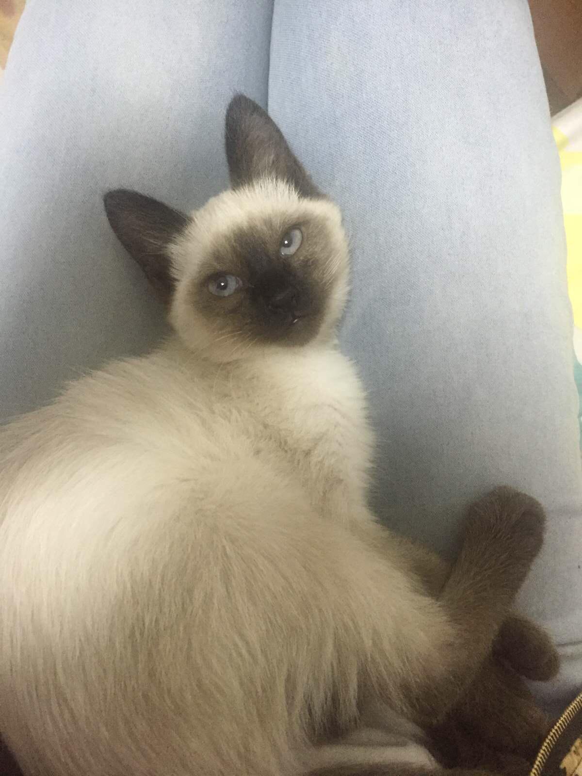 养一只暹罗是怎样的体验? - 二薇碎碎念的回答