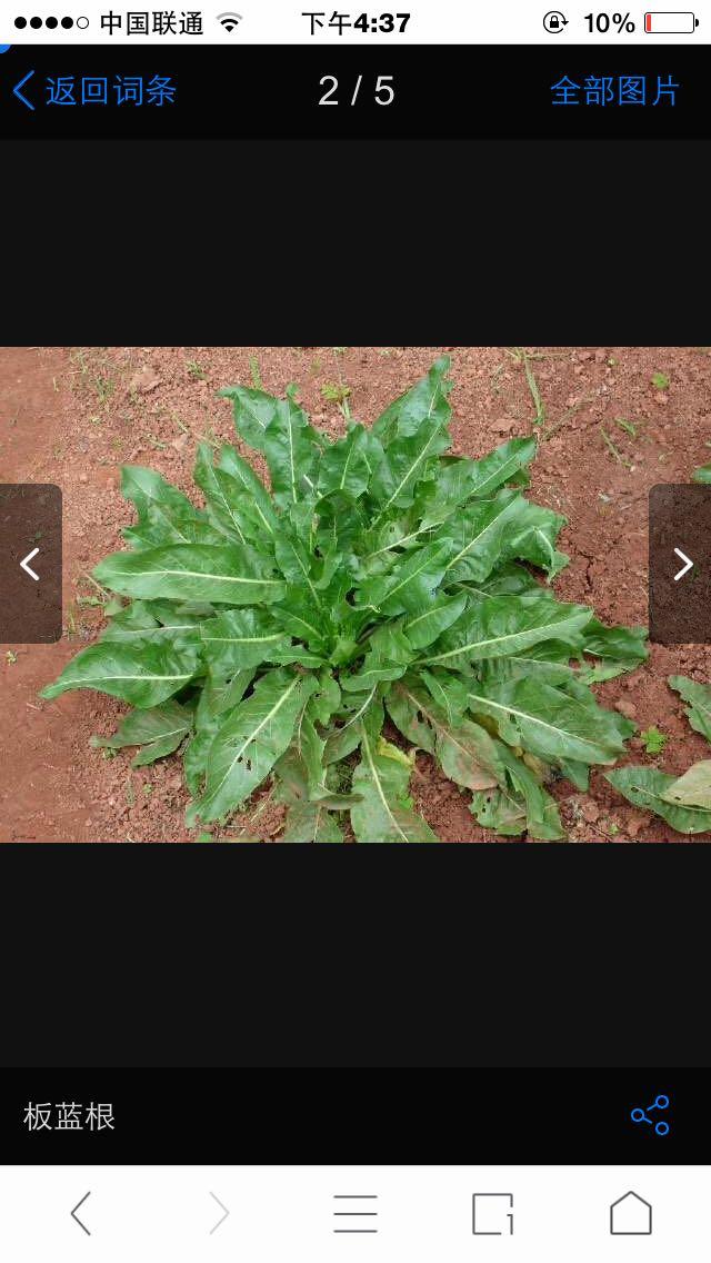 有种浓眉的乌斯曼草据说全世界只有新疆的地貌气候条件才适合其生长并