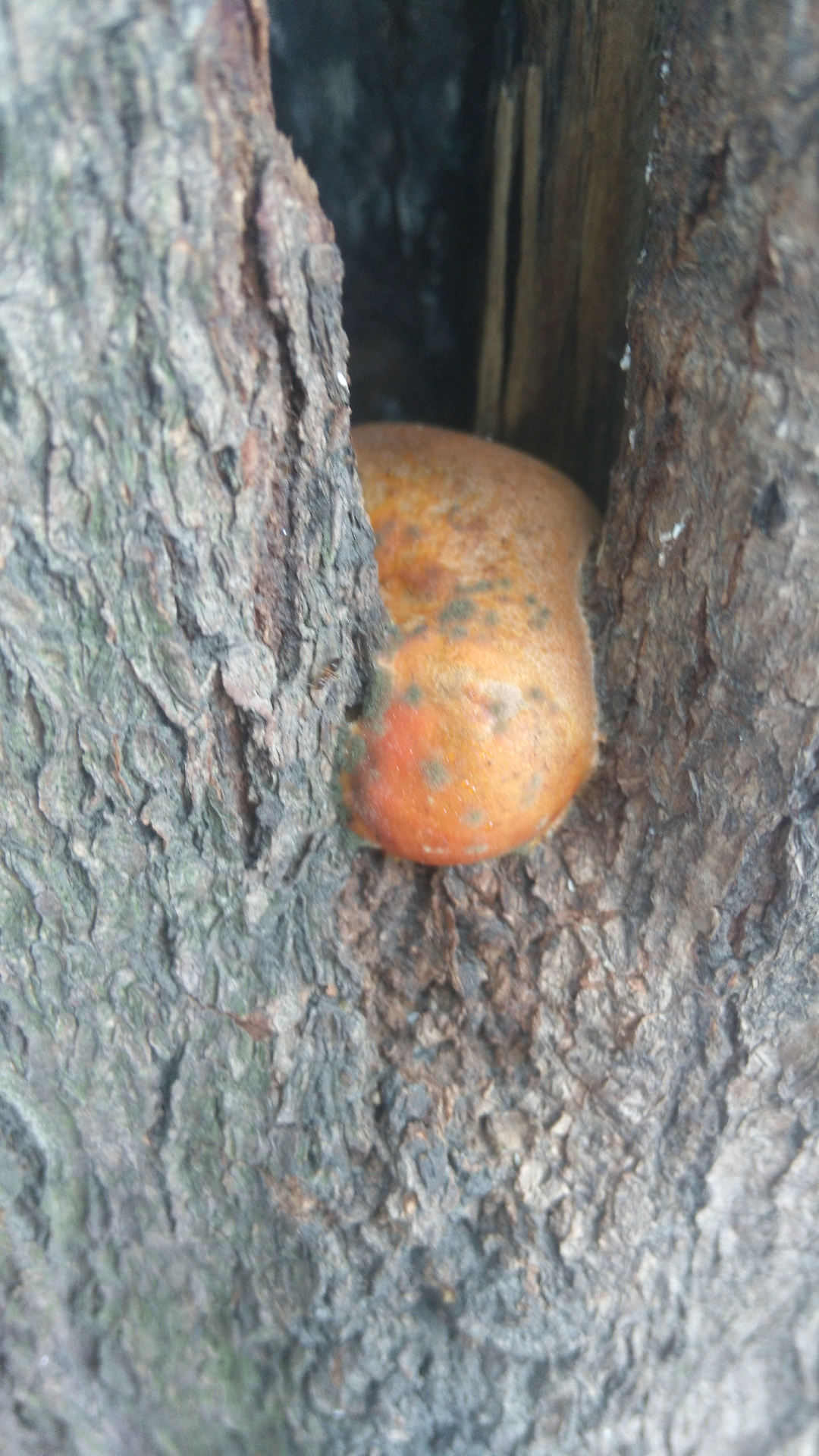 在这树干上有点恶心的东西是什么?