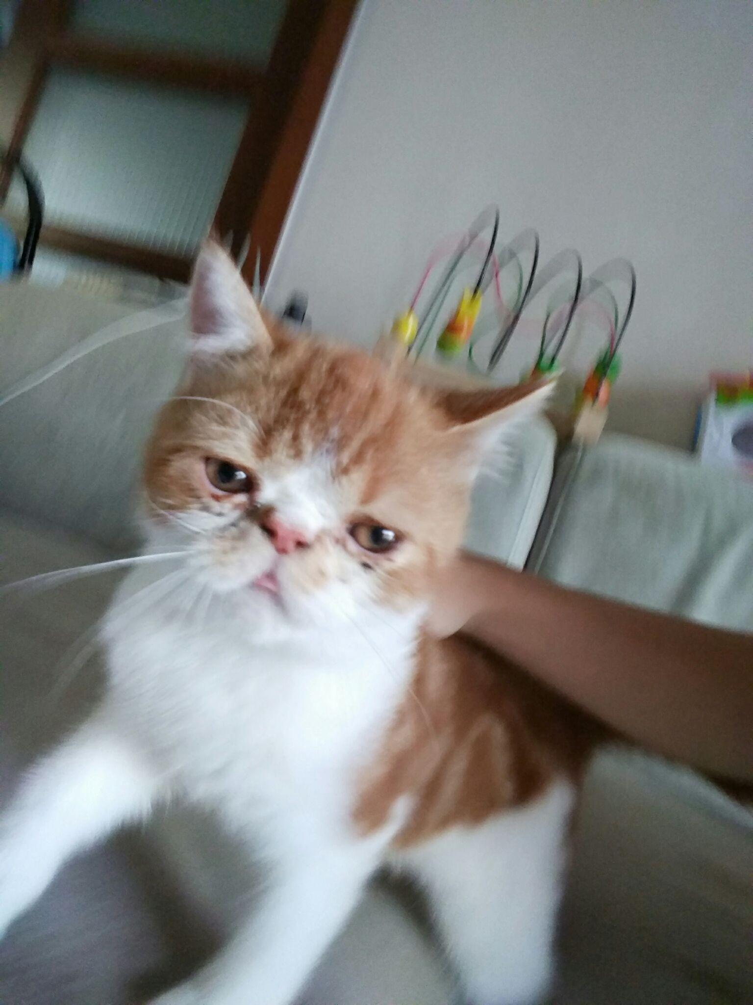 大家帮我看看这只加菲猫纯不纯懂猫咪的帮我看一下