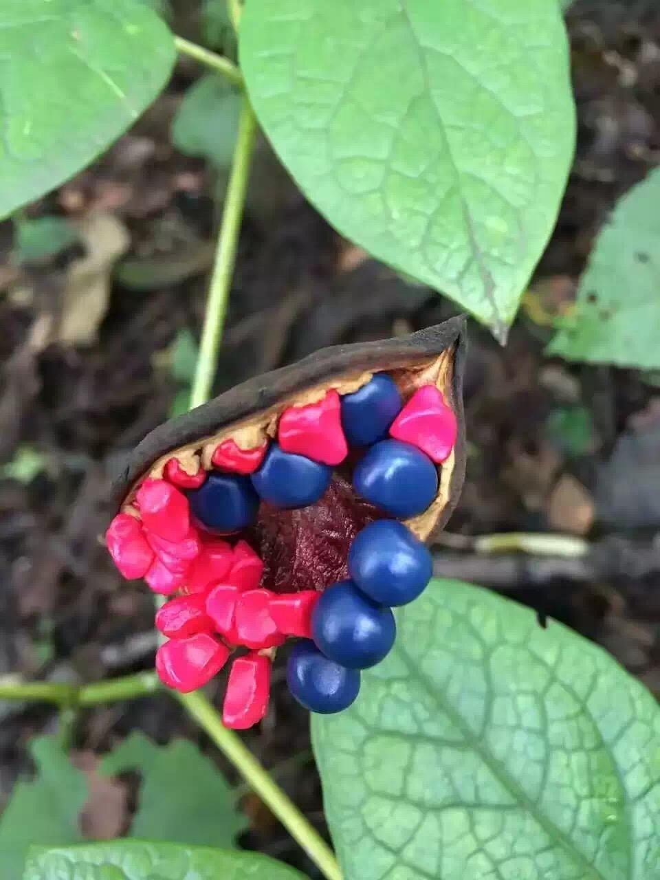 本溪山里发现的植物,果实一半粉红,一半深蓝,看