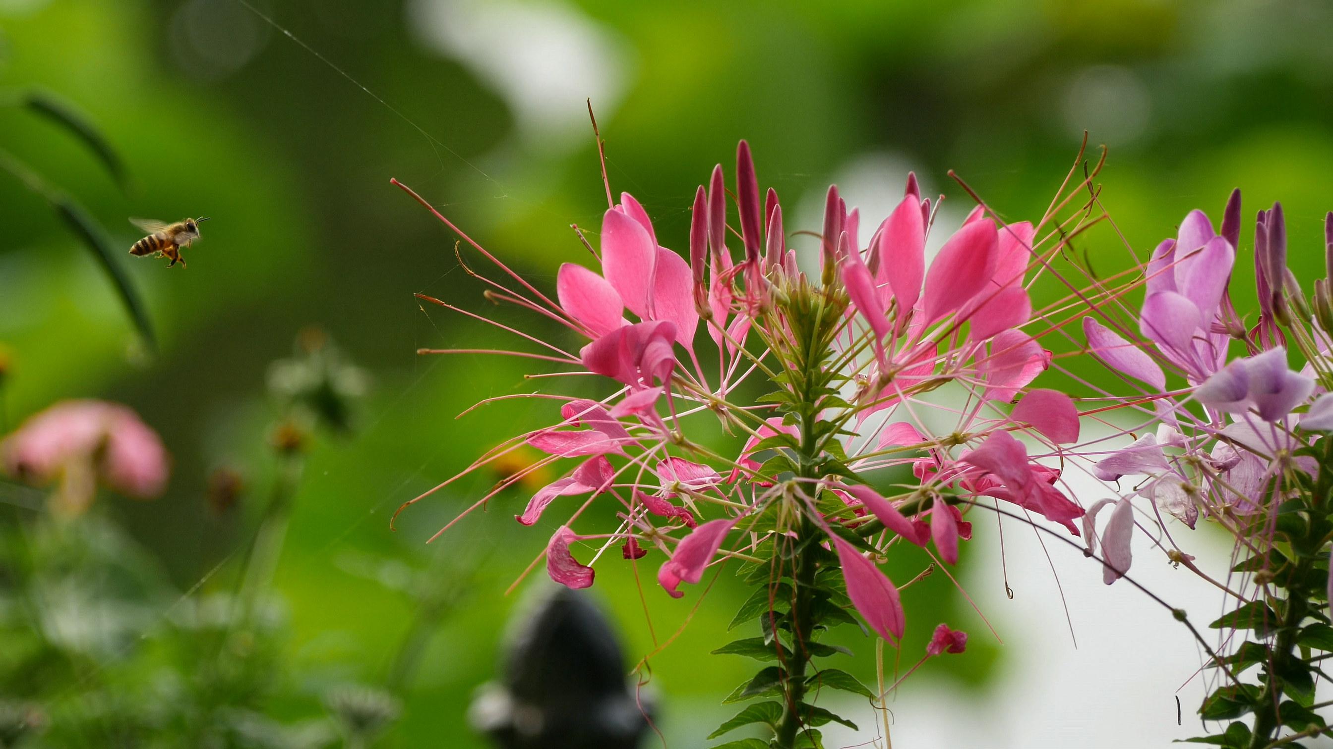 松下gh4的拍照水平如何