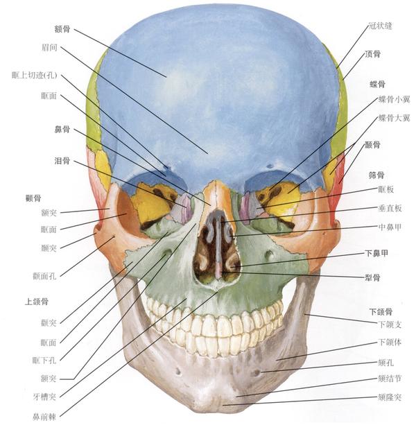 额头结构示意图图片
