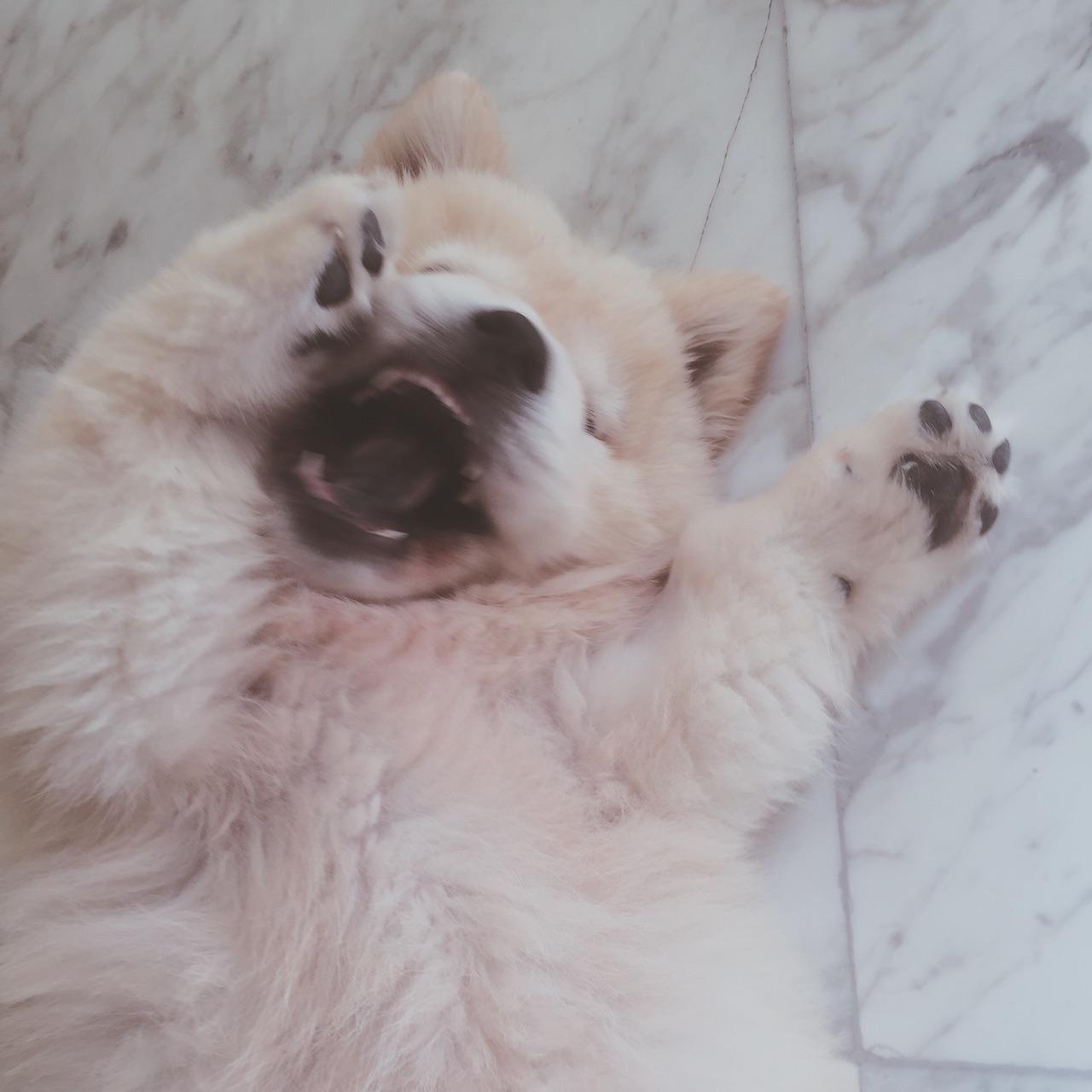 注册谷歌账户时最后一步验证账户输入手机号说