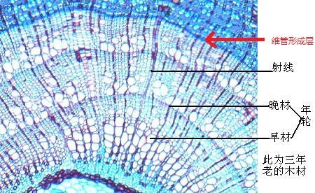 为什么树会有年轮? - 知乎