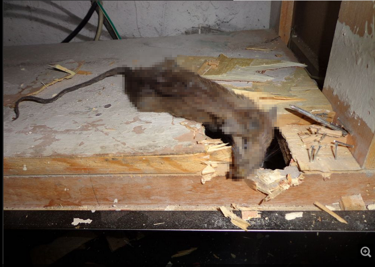 家里闻到死老鼠的味道有什么办法迅速找到