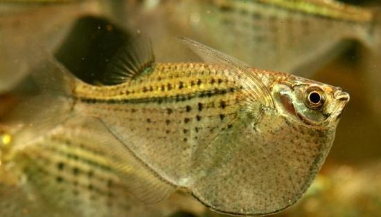 在市面上很难买到……(之前上海一家水族馆出现的"千手观音"其实就是