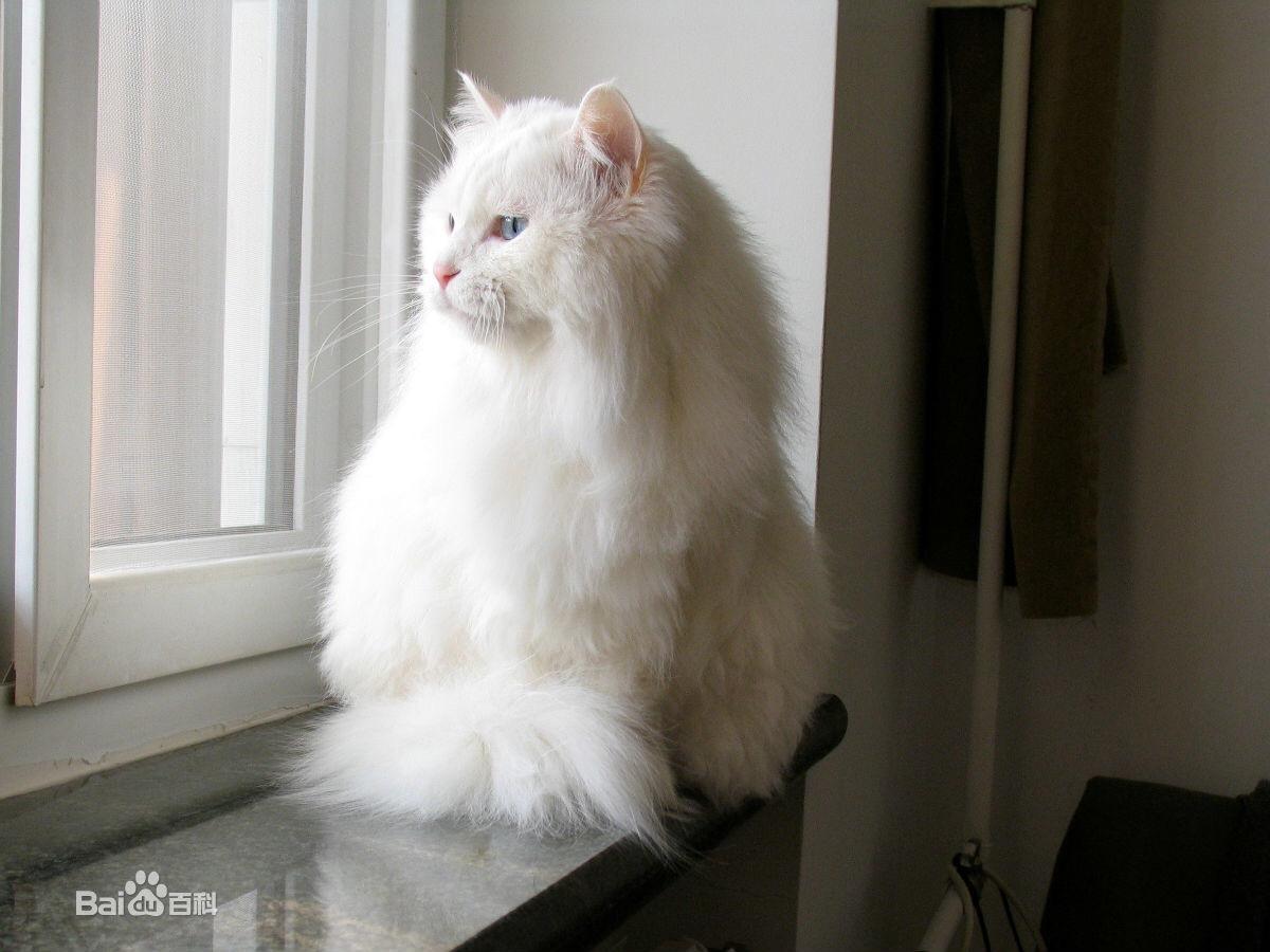 养挪威森林猫是一种怎样的体验? - X 是种怎样