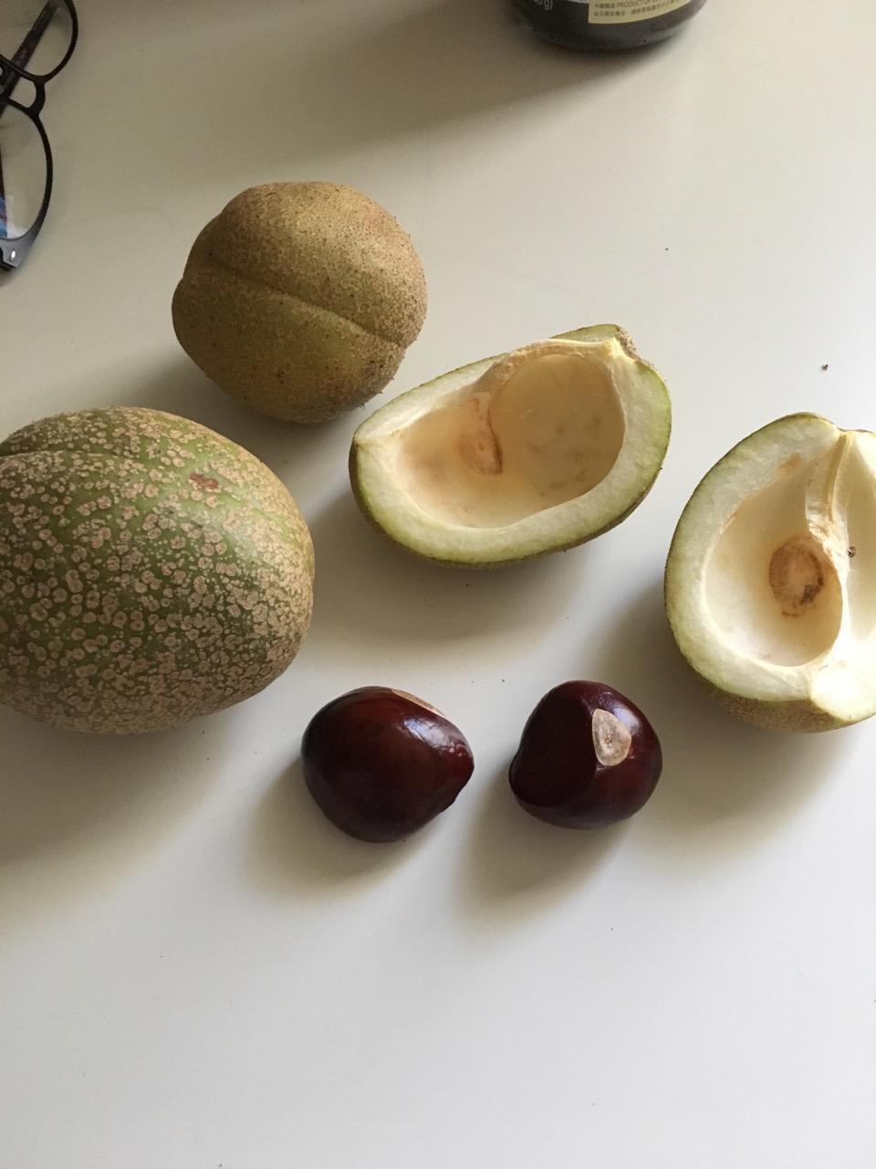 请问这是什么植物?在学校捡的。表皮粗糙有少