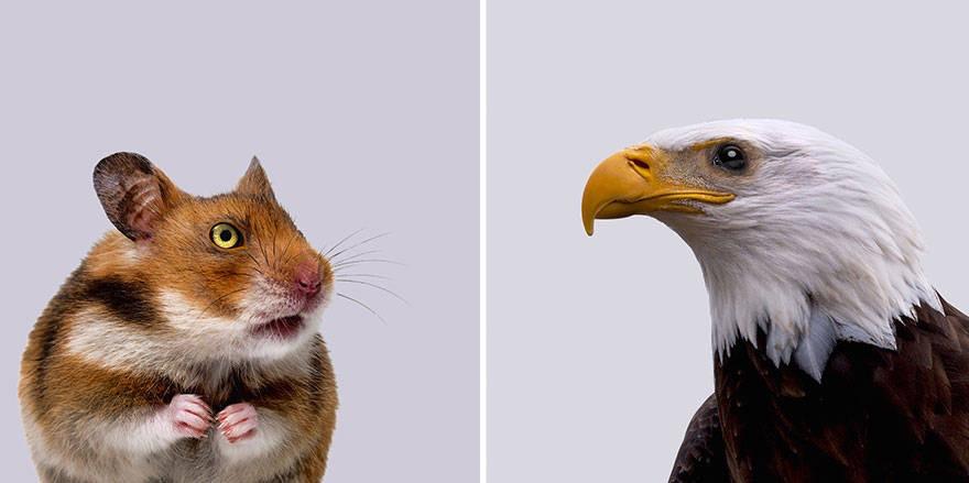 Монокулярное и бинокулярное зрение у птиц. Глаза хищника. Расположение глаз у хищников и травоядных. Как расположены глаза у хищных животных. Расположение глаз у хищников.