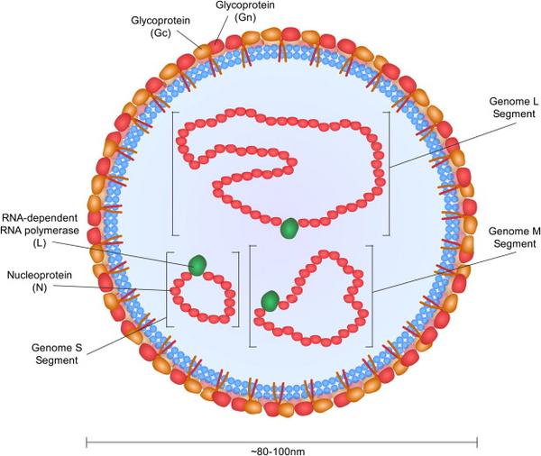 (schematic depiction of the cchf virion. 图片摘自bente da et al.
