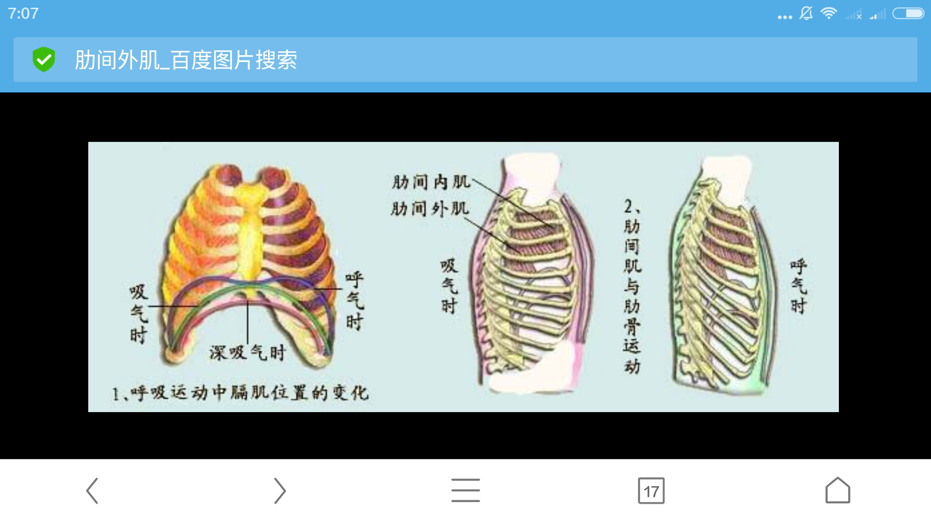 吸气时肋骨向上向外移是因为肋间肌肉收缩但为什么肌肉收缩反而导致