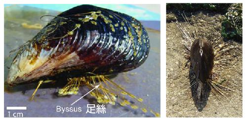 花蛤、蛏子、蚬子、蚶子、蛤蜊、海瓜子、贝壳都有什么区别? - 知乎