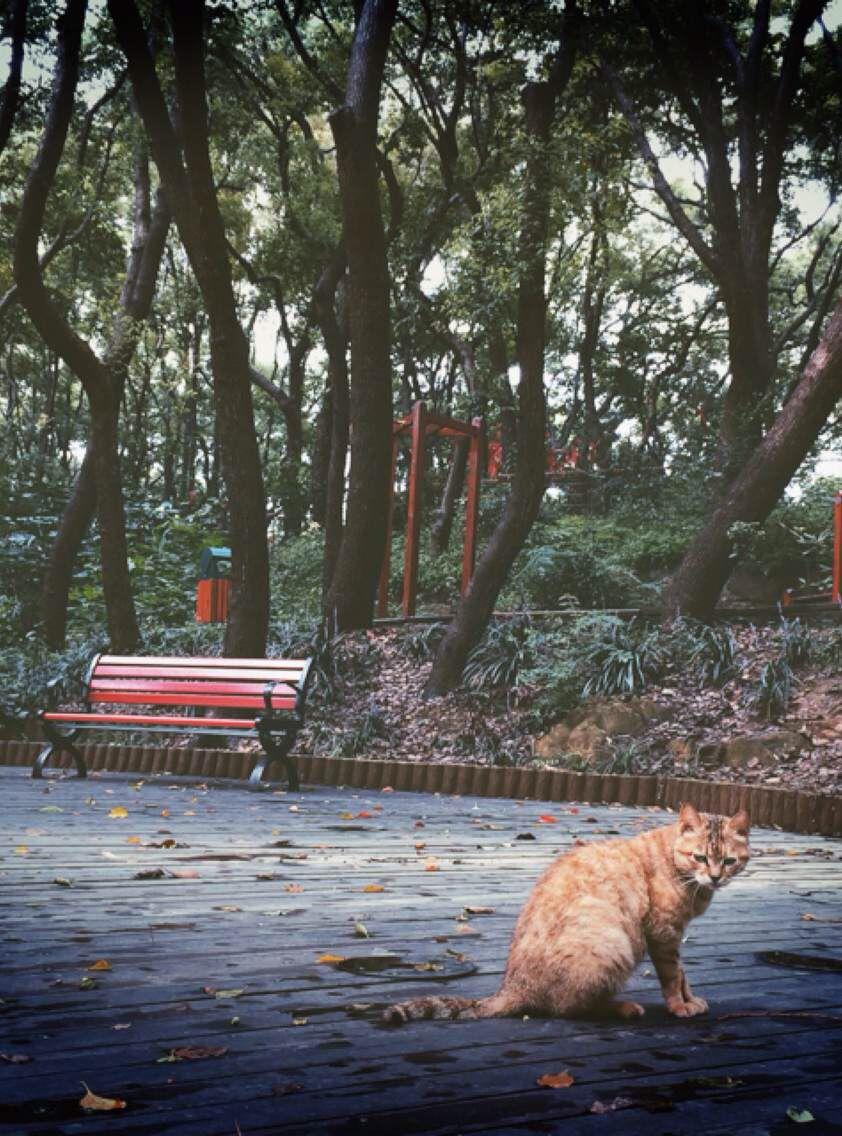 手机拍照和单反拍照的差别在哪里?