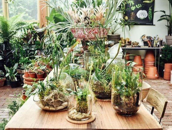 和植物一起清凉玩水 万众期待的水培技法来啦 技能 知乎 和植物一起清凉玩水 万众期待的水培技法来啦 技能 知乎