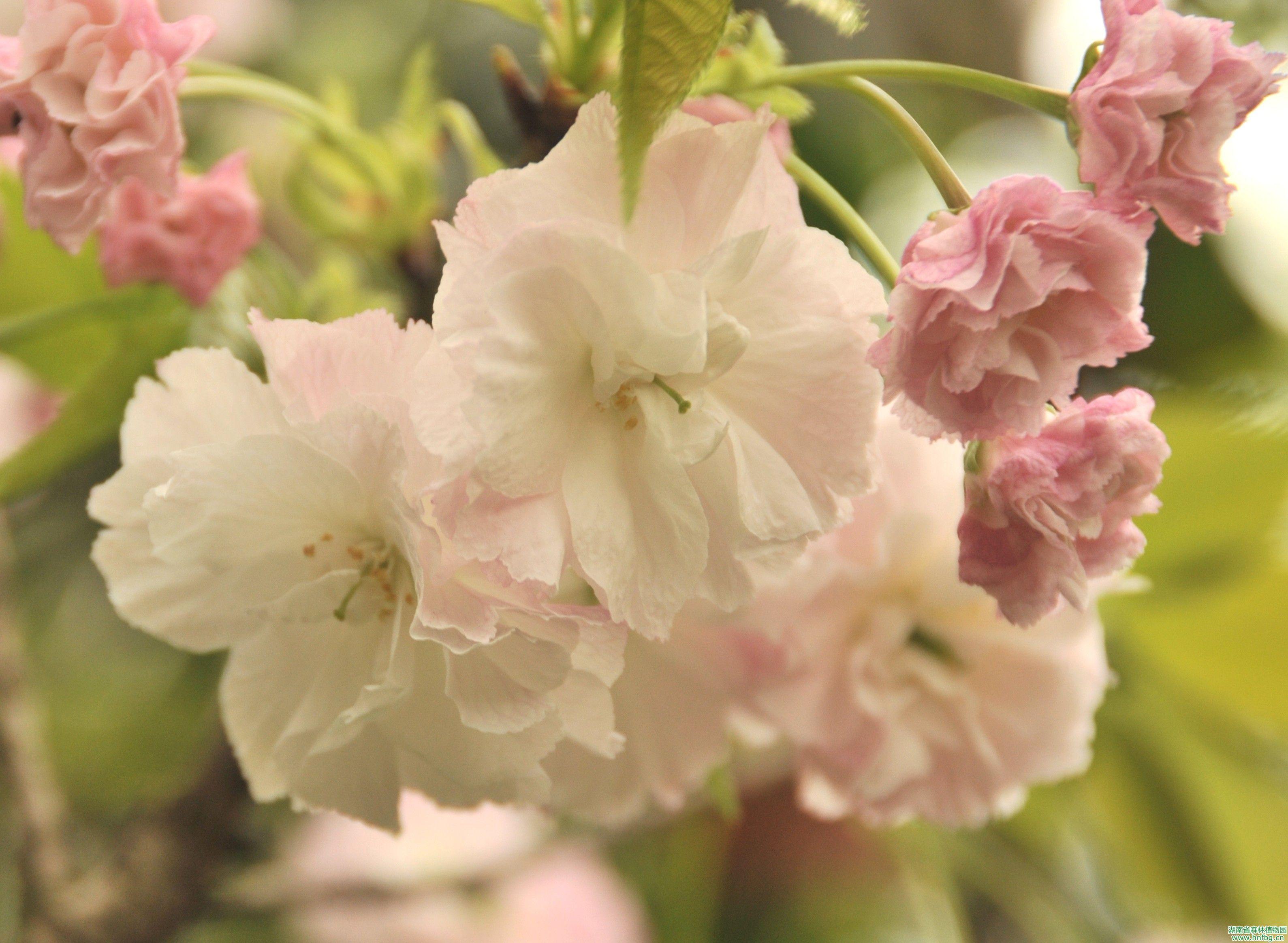 另外,我还在看到过一两朵变异的六瓣樱花.